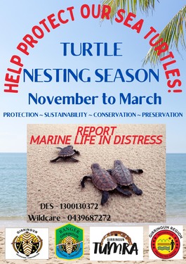 Turtle Nesting Season